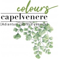 CAPELVENERE - HAIR CARE